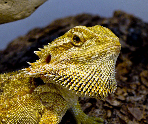 Bearded Dragon