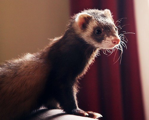 Ferret