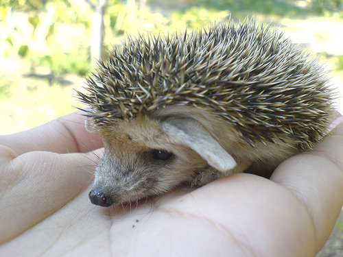 Hedgehog