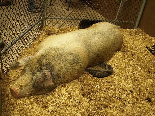 Pot Bellied Pig