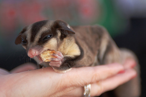 Sugar Glider