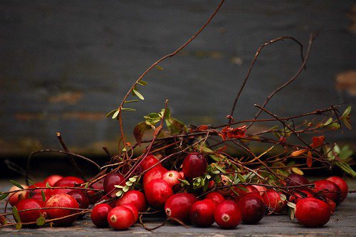 Cranberry Tree