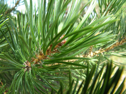 Pine