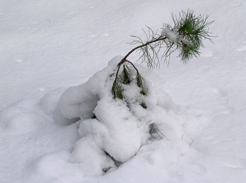 Charlie Brown’s Christmas Tree