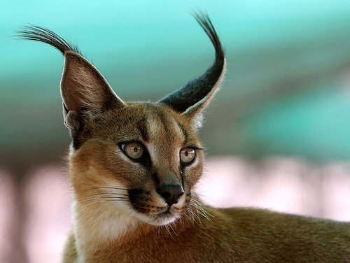 Caracal