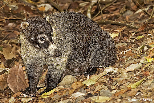 Coatimundi