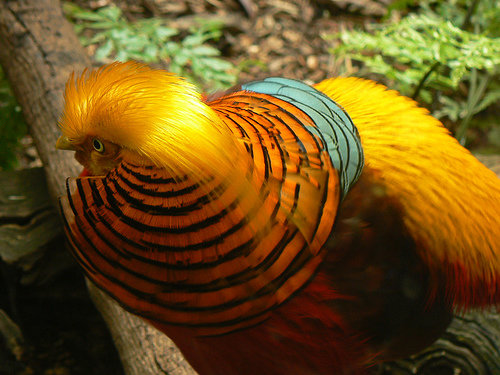 Golden Pheasant