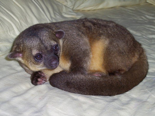 Kinkajou