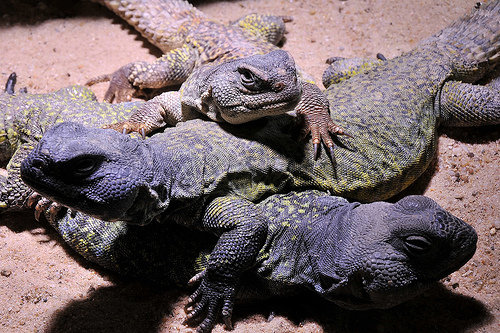 Uromastyx