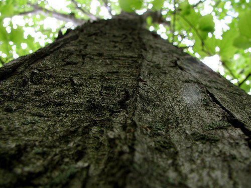 Sacred Bark