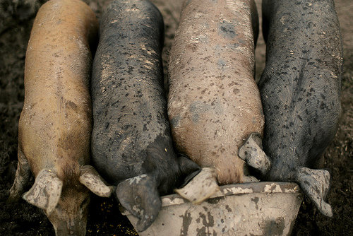 Feed Lots of Grain for Proper Nutrition