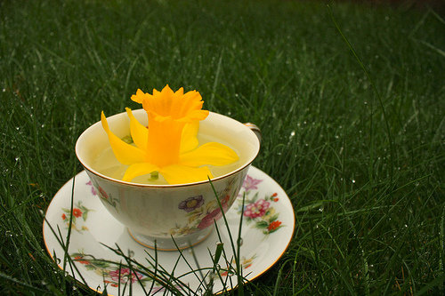 Dandelion Tea