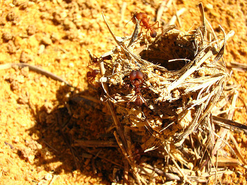 Sitting on an Ant-nest