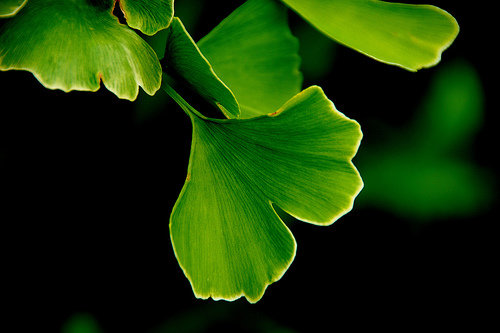 Take Ginkgo Biloba