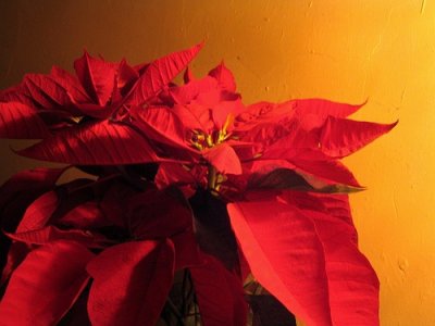 5 Tips on Caring for Poinsettias