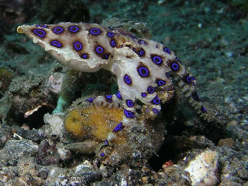 Blue-ringed Octopus