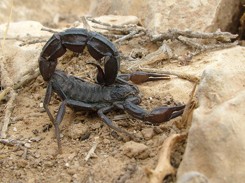 Fattail Scorpion