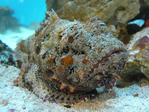 Stonefish