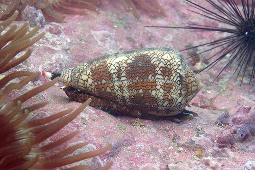 Textile Cone Snail