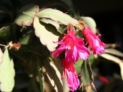 5 Tips on Growing a Christmas Cactus