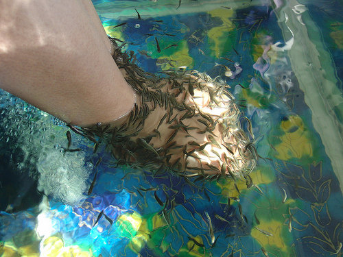 Fish Pedicure