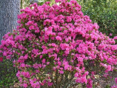 Azalea Bushes