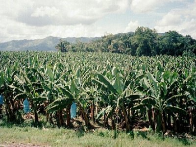 Banana Trees