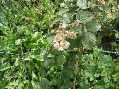 Blackberry Tree