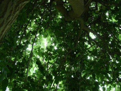 Mulberry Trees