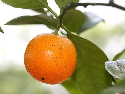 Orange Trees