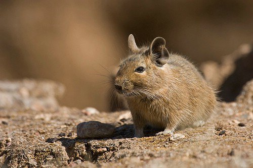 Degu