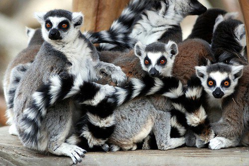 Ringtail Lemur