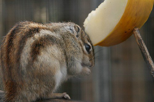 Siberian Chipmunk