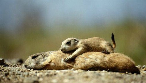 White Prairie Dog