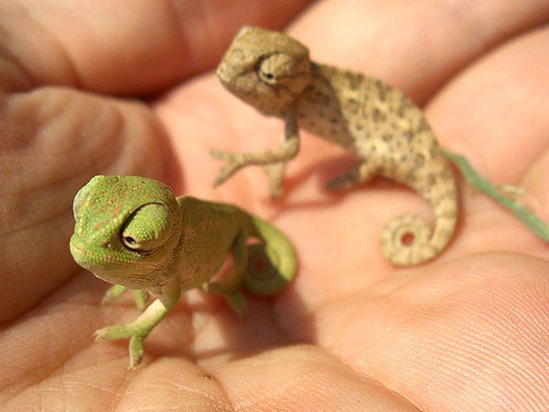 Question: How Big do Iguanas Get?