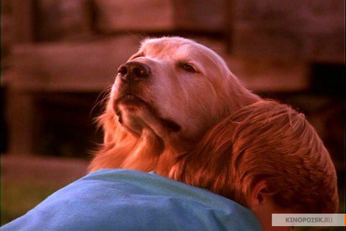 homeward bound movie dog