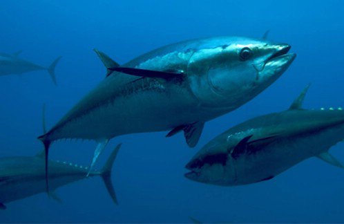 Bluefin Tuna