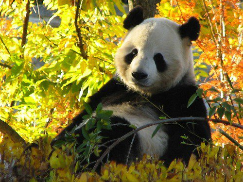 Giant Panda