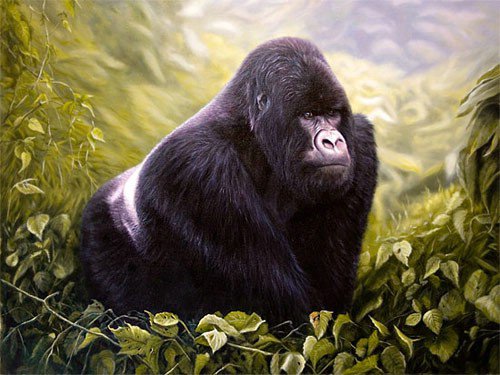 Mountain Gorilla