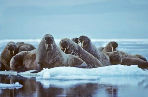 Pacific Walrus