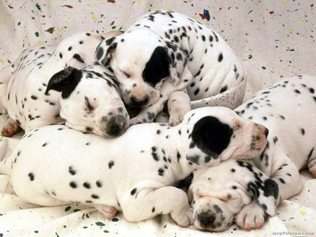 Dalmations