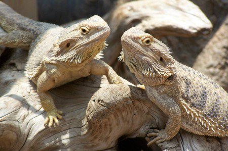 Bearded Dragons