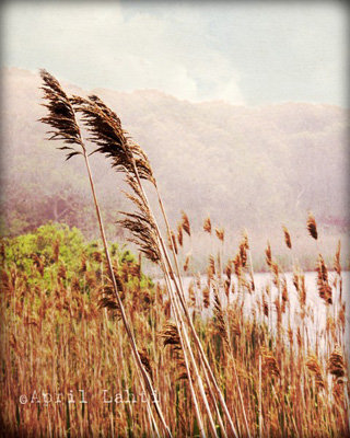 Beach Grass Art