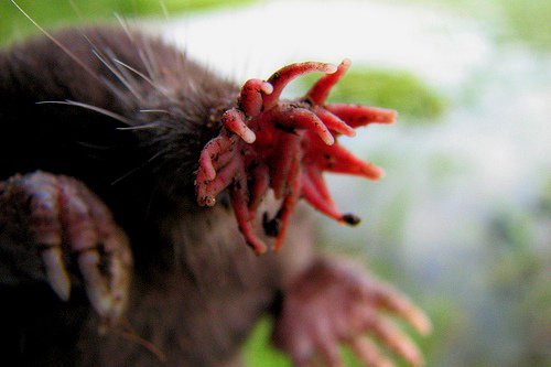 Star-nosed Mole