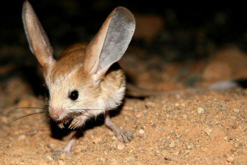 Long-eared Jerboa