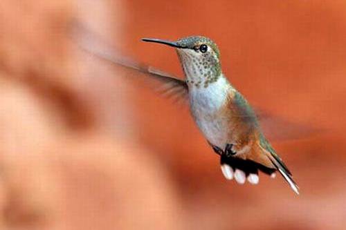 Rufous