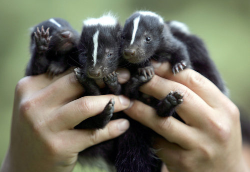 Skunks