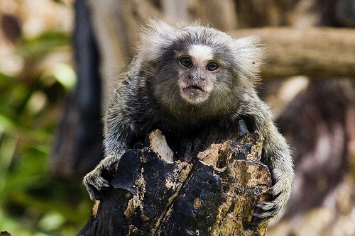 Marmosets