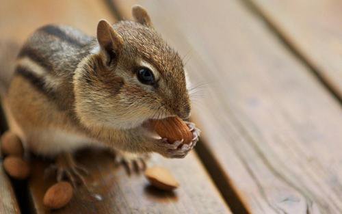 Chipmunks