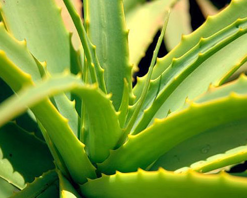 Aloe Vera